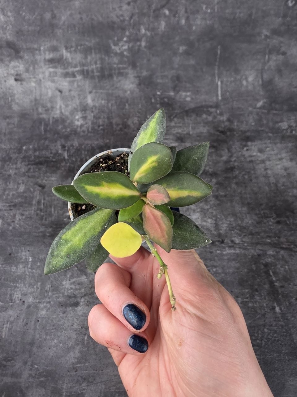 Hoya Burtoniae mini